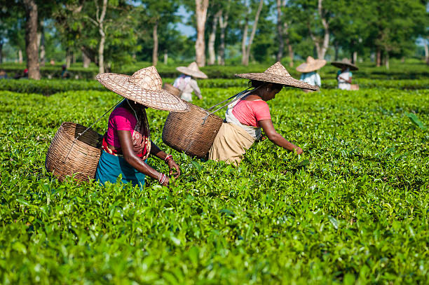 Tea Procurement